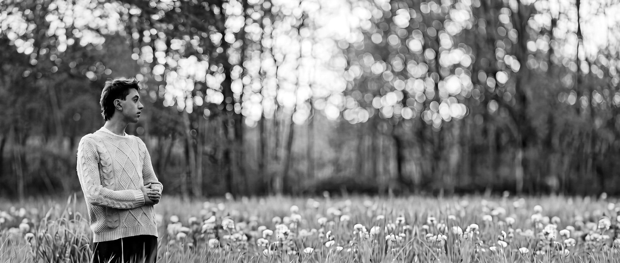 Hawk standing in a meadow at the edge of the forest, looking off to the side